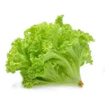 Lechuga